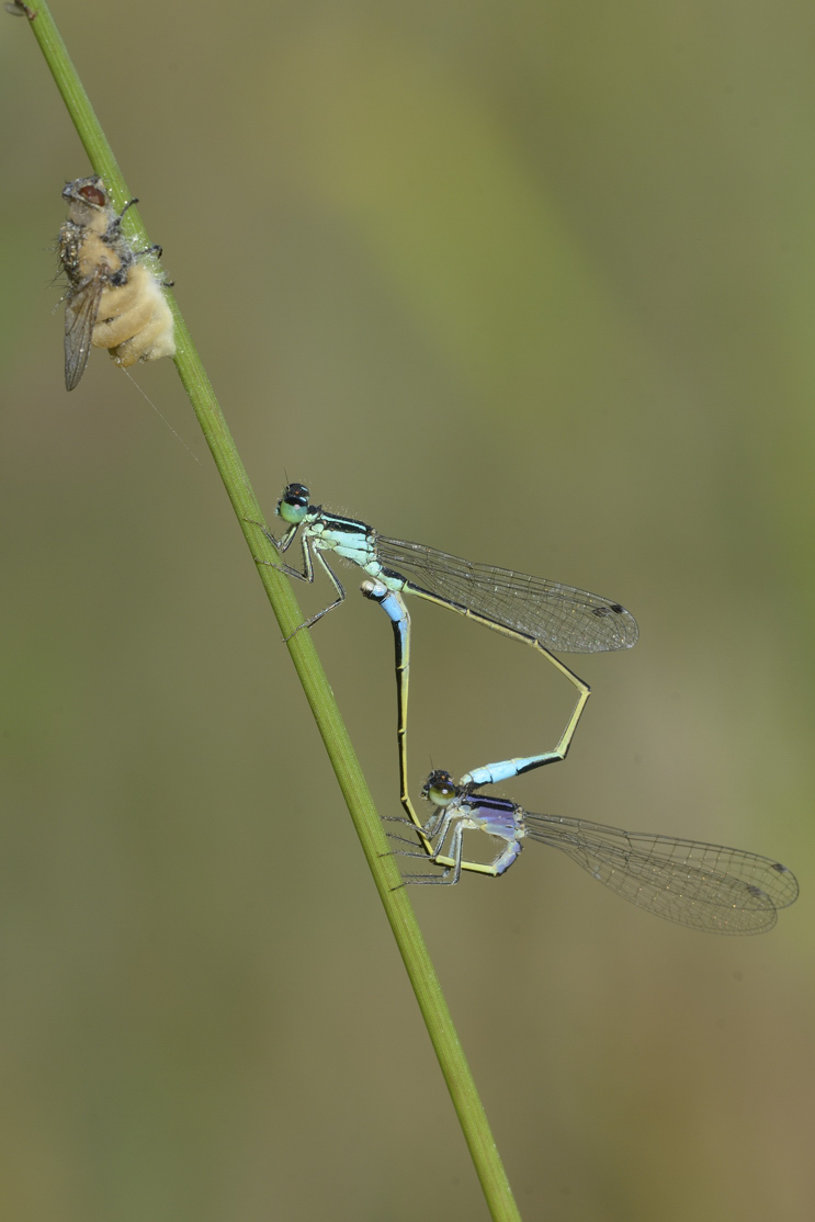 Accoppiamento ischnura elegans con f. androcroma